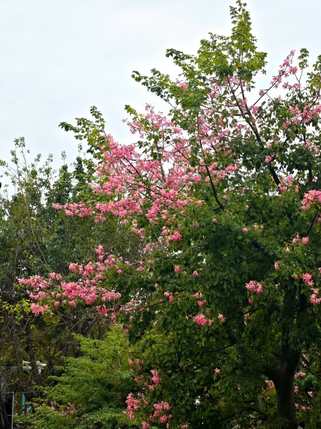 mmexport1733963000936.jpg mmexport1733963000936.jpg