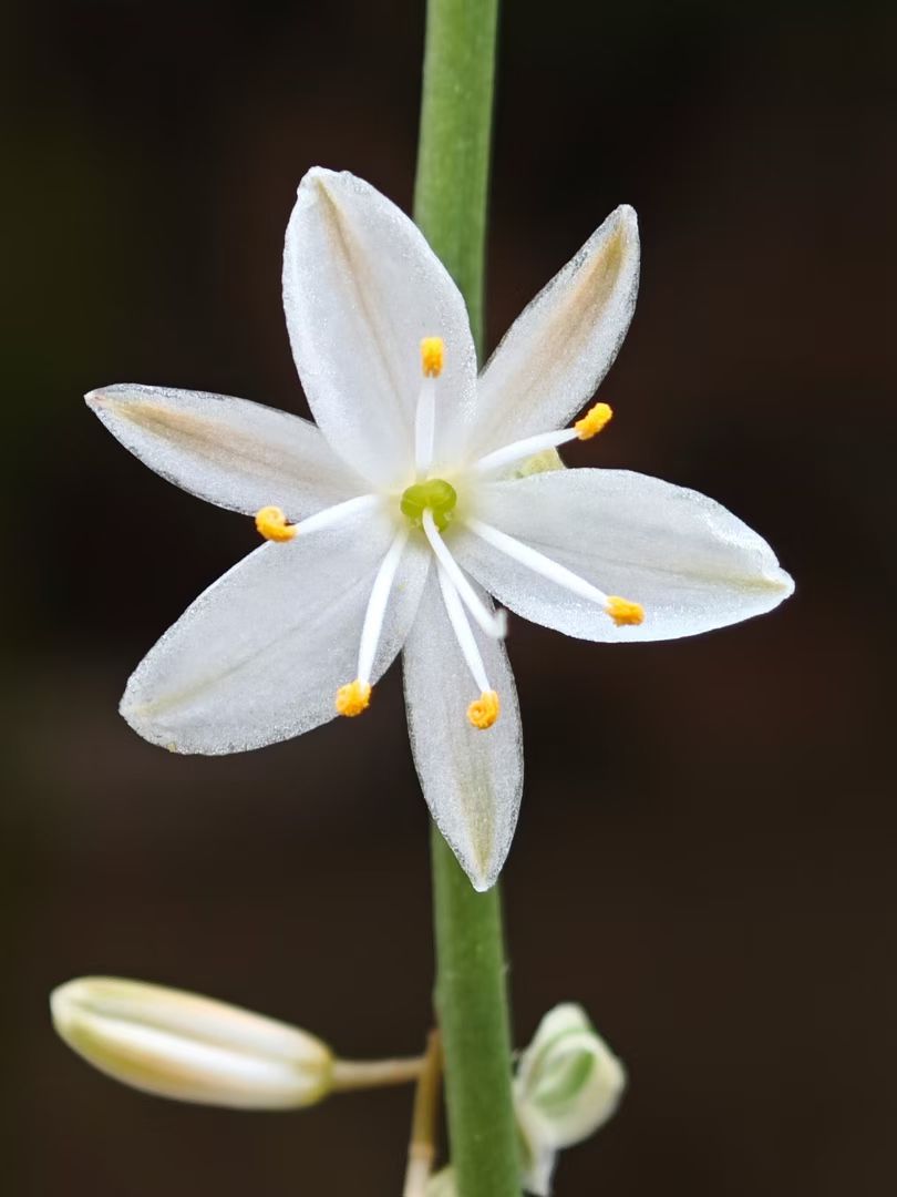 mmexport1736766146343.jpg mmexport1736766146343.jpg