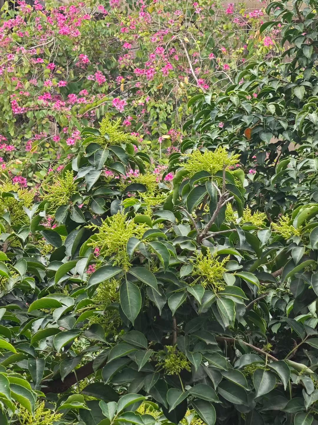 mmexport1738839002249.jpg mmexport1738839002249.jpg