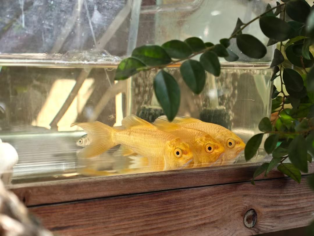 mmexport1738730455478.jpg mmexport1738730455478.jpg