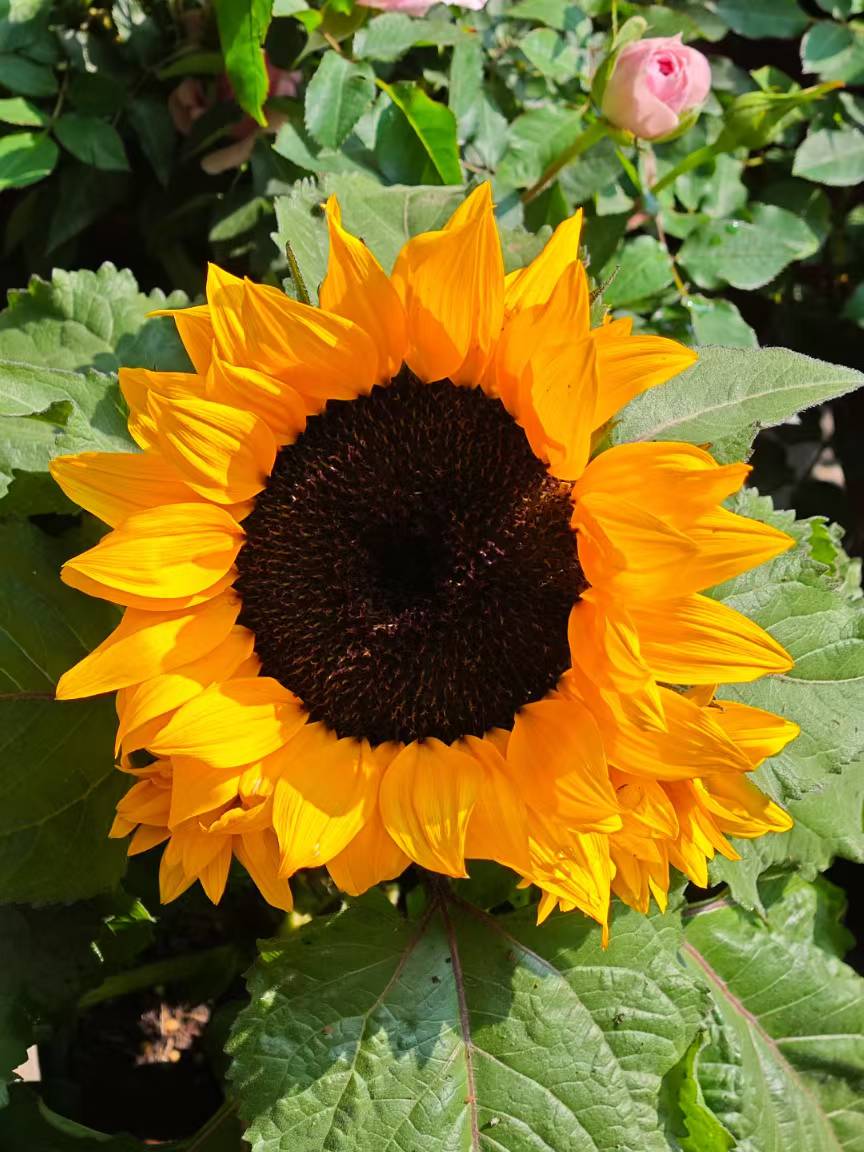 mmexport1740032683739.jpg mmexport1740032683739.jpg