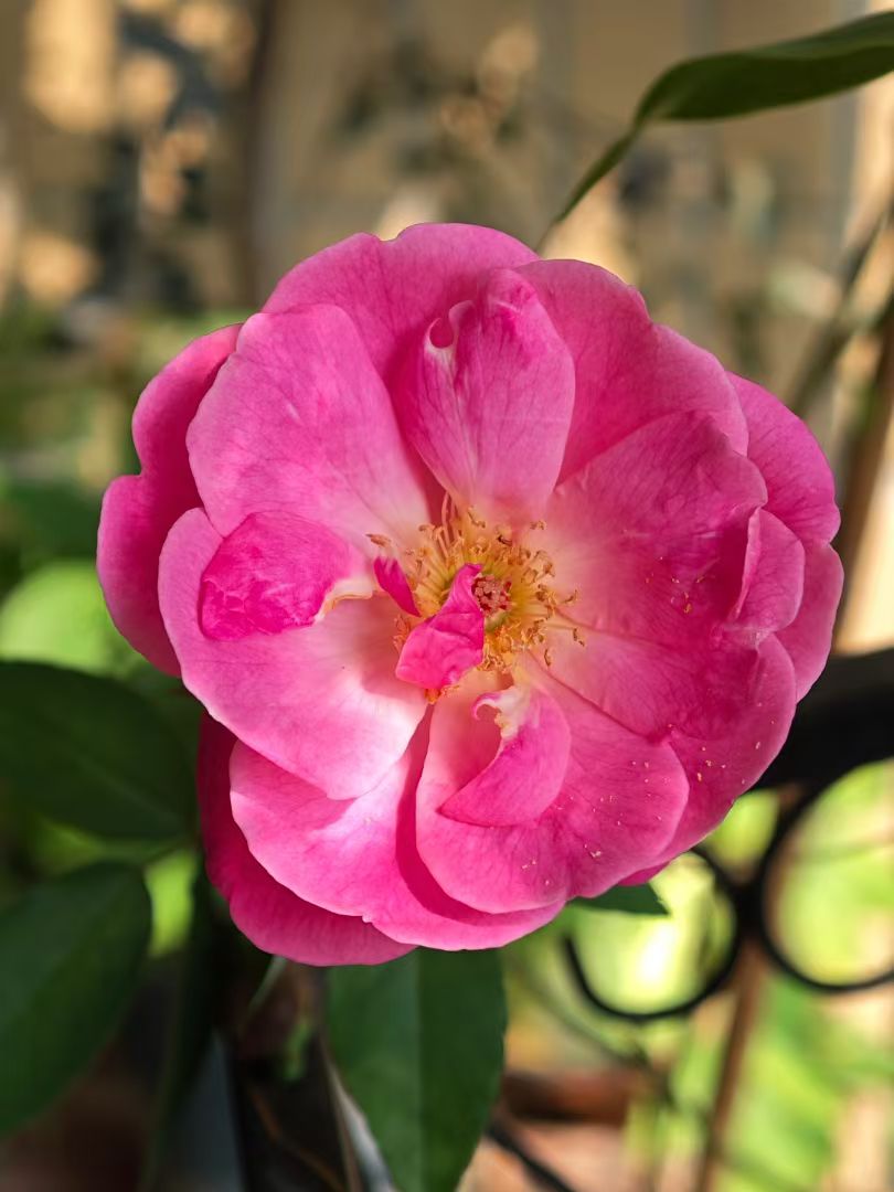 mmexport1739859002711.jpg mmexport1739859002711.jpg