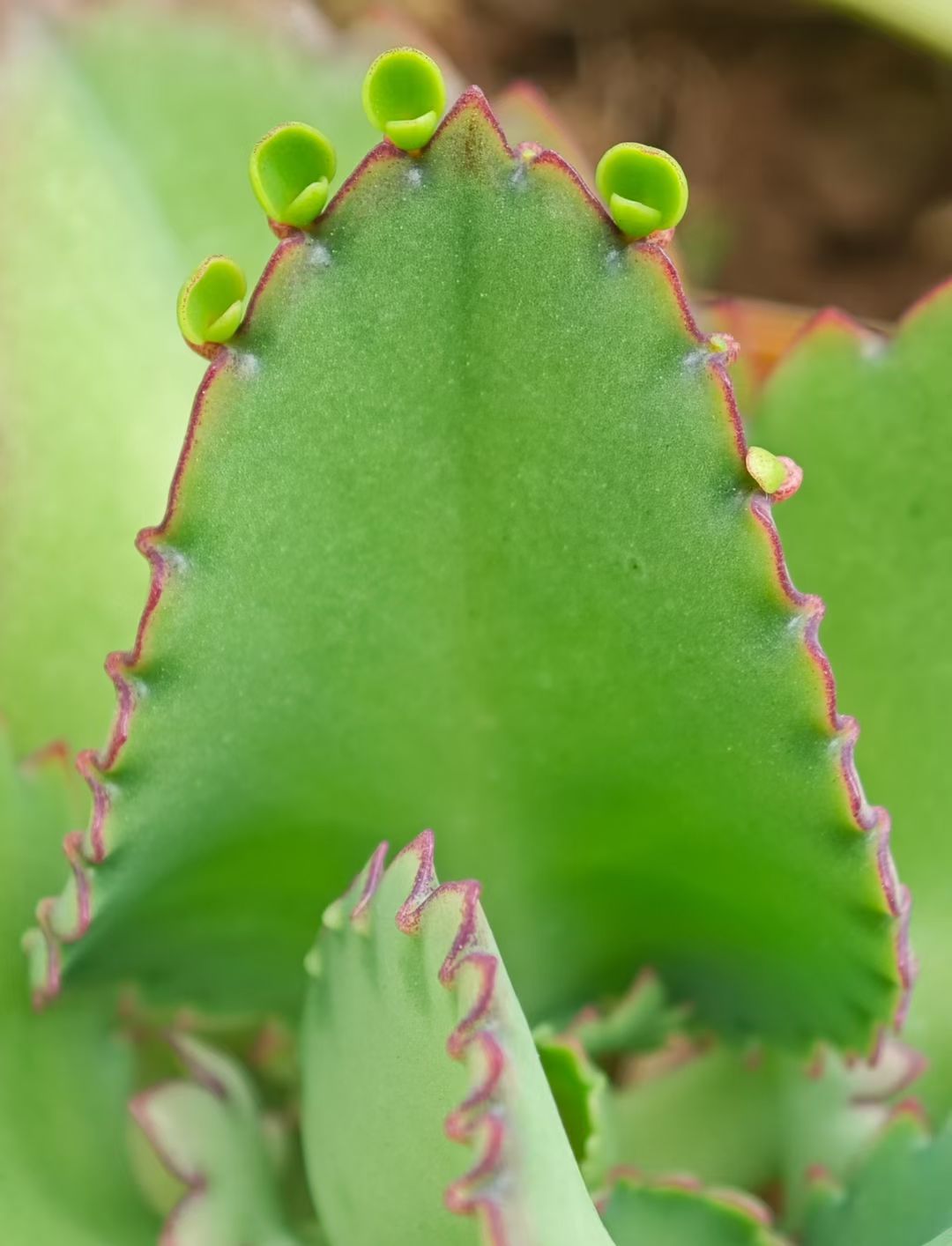 mmexport1740740092681.jpg mmexport1740740092681.jpg