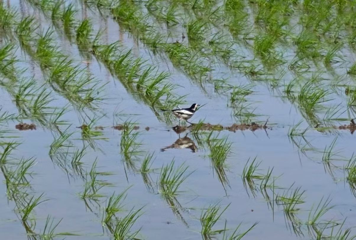 mmexport1742643635377.jpg mmexport1742643635377.jpg