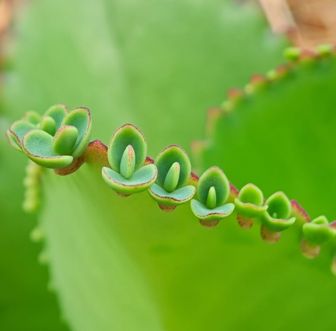 mmexport1743426049206.jpg mmexport1743426049206.jpg