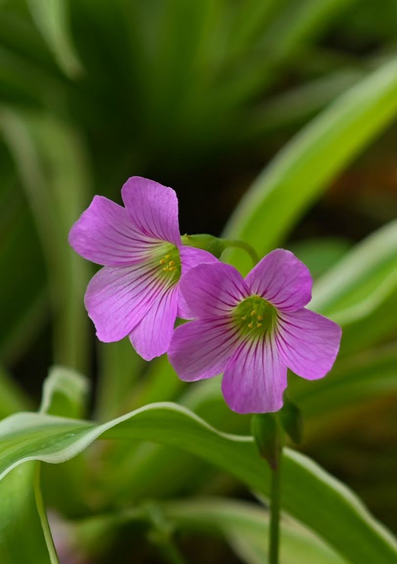 mmexport1744174486893.jpg mmexport1744174486893.jpg