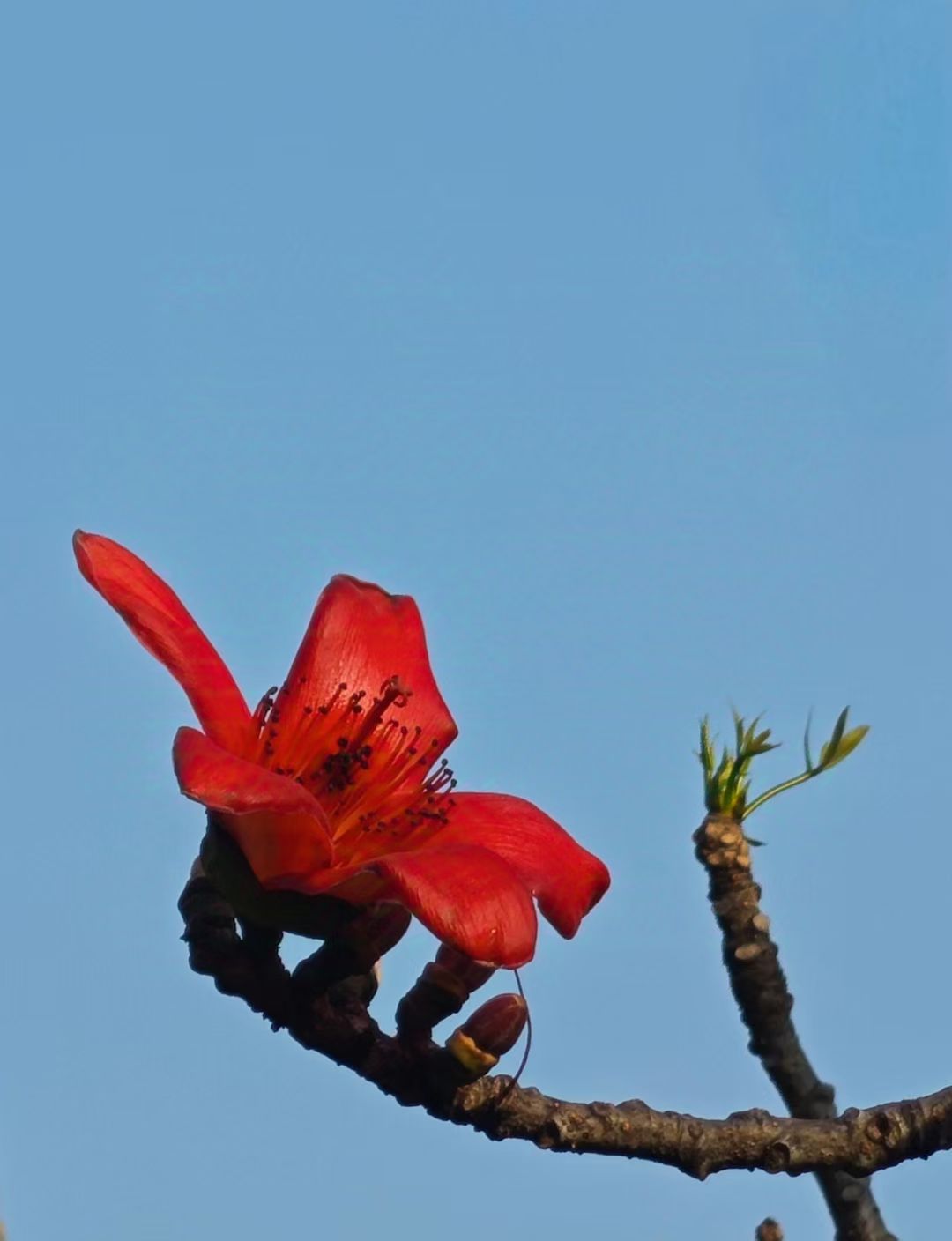 mmexport1743505766632.jpg mmexport1743505766632.jpg