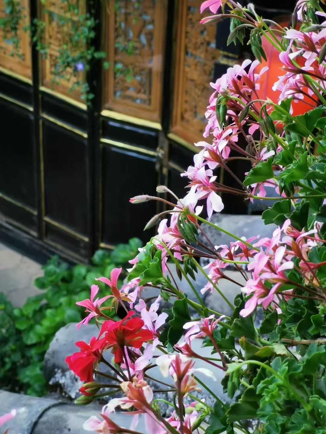 mmexport1747837155807.jpg mmexport1747837155807.jpg