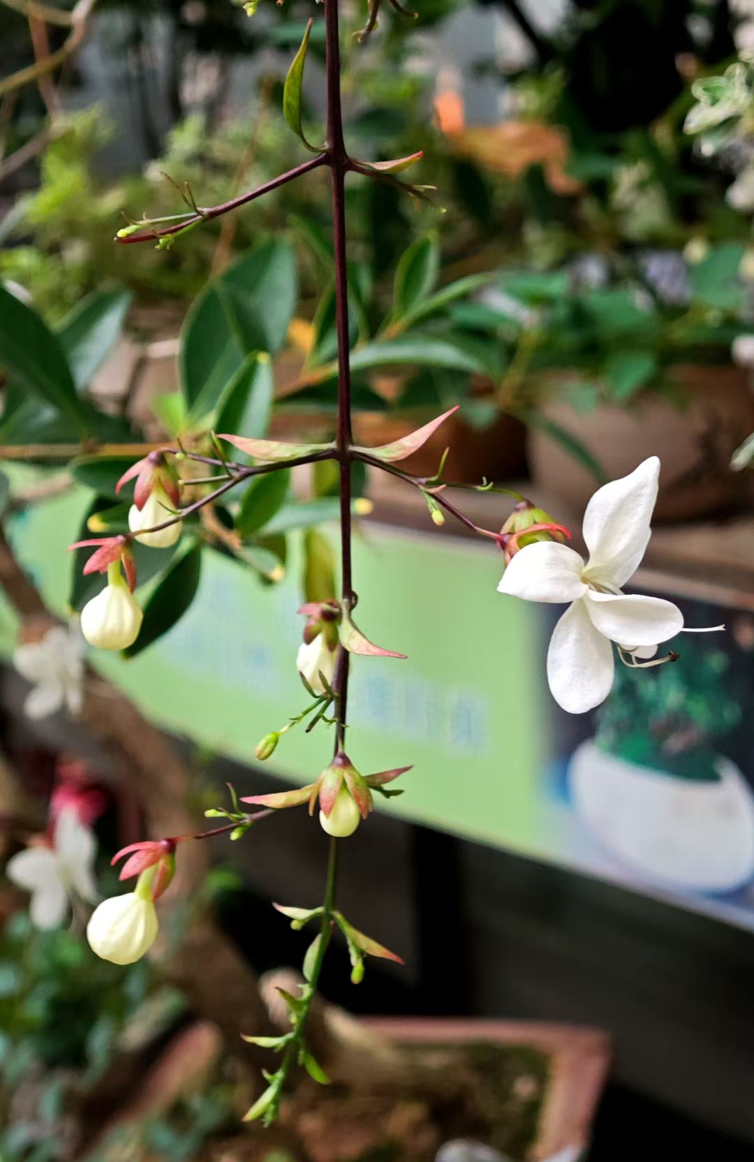 mmexport1746770727921.jpg mmexport1746770727921.jpg