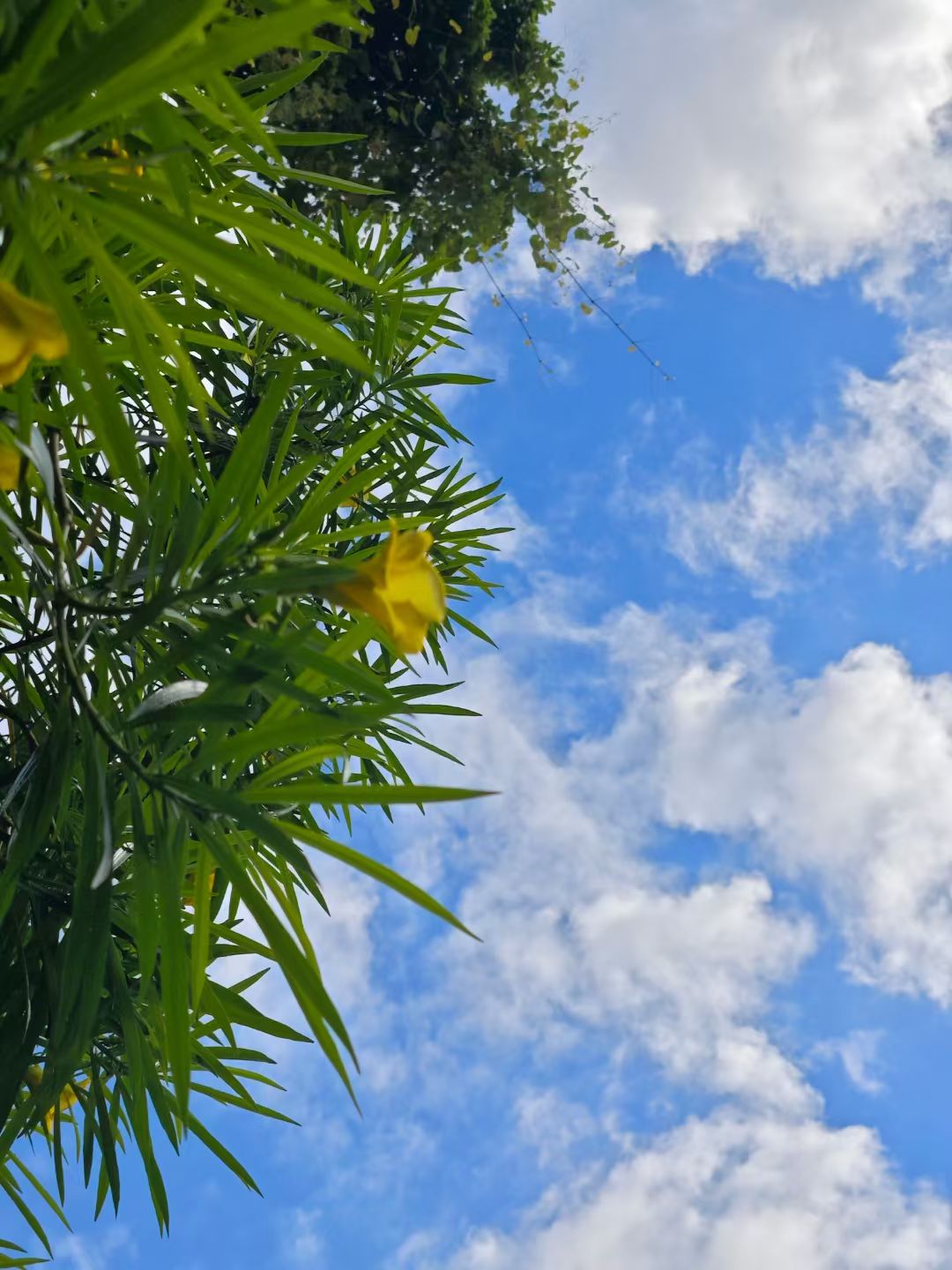 mmexport1750254463245.jpg mmexport1750254463245.jpg