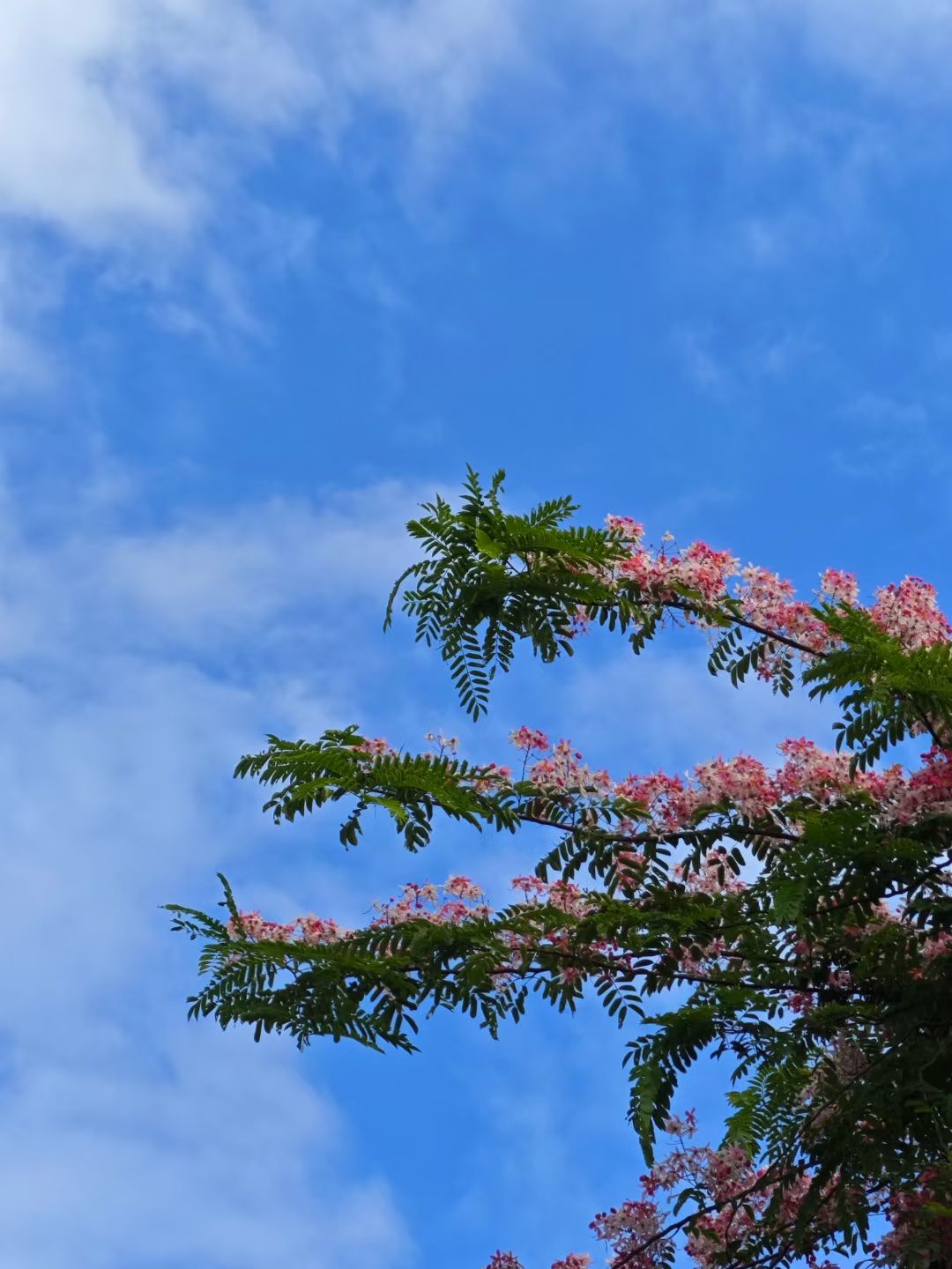 mmexport1750337093875.jpg mmexport1750337093875.jpg