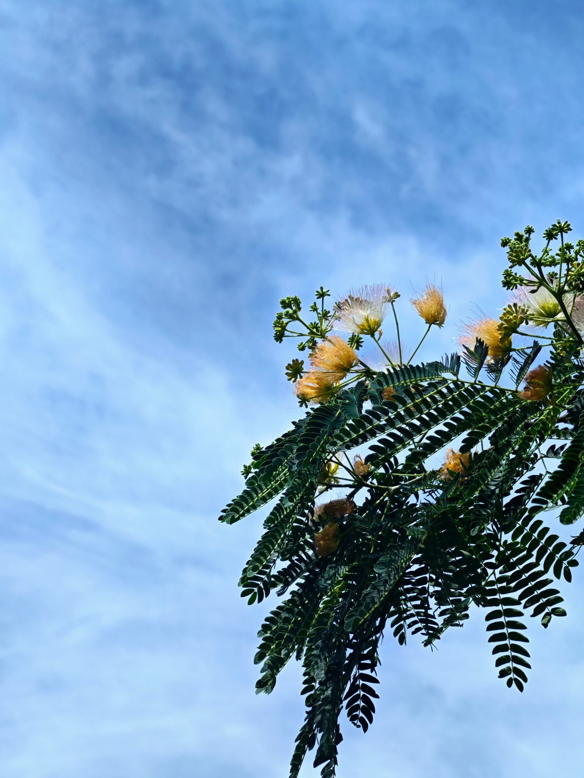 mmexport1750514038167.jpg mmexport1750514038167.jpg