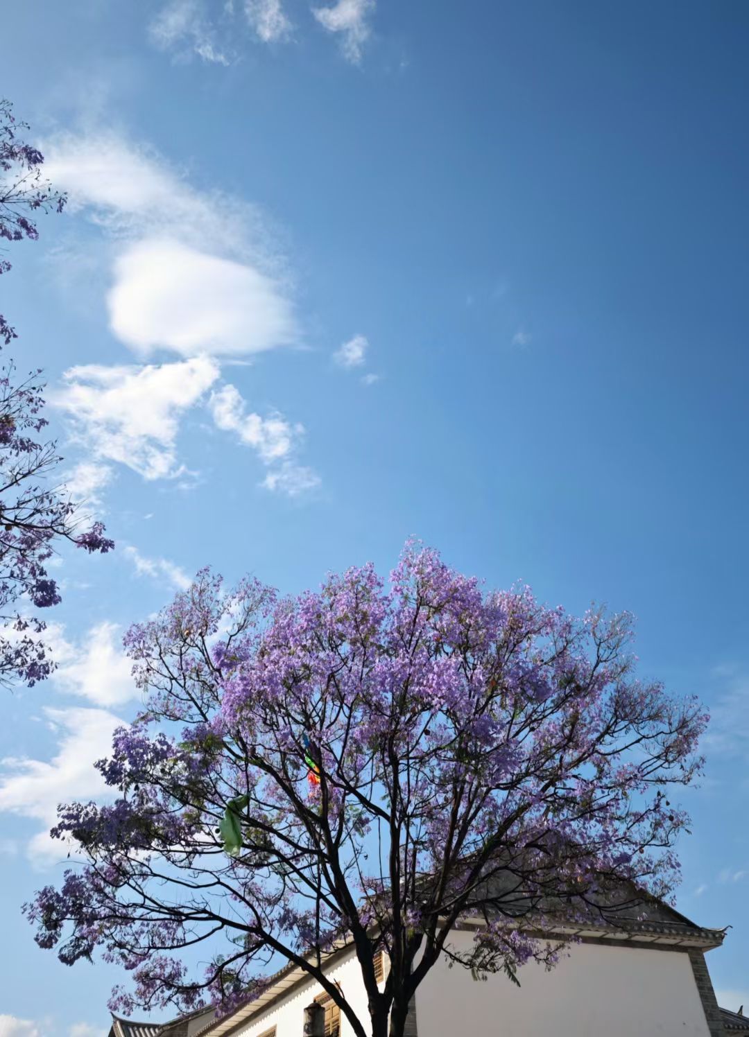 mmexport1749117301756.jpg mmexport1749117301756.jpg