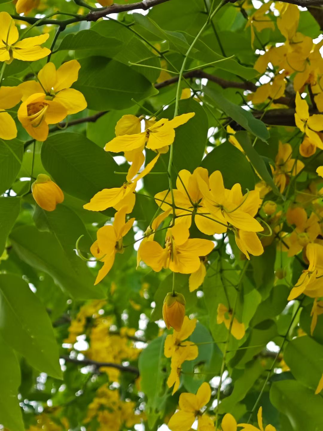 mmexport1748853722262.jpg mmexport1748853722262.jpg