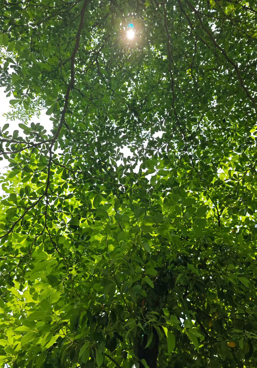 mmexport1748758989766.jpg mmexport1748758989766.jpg