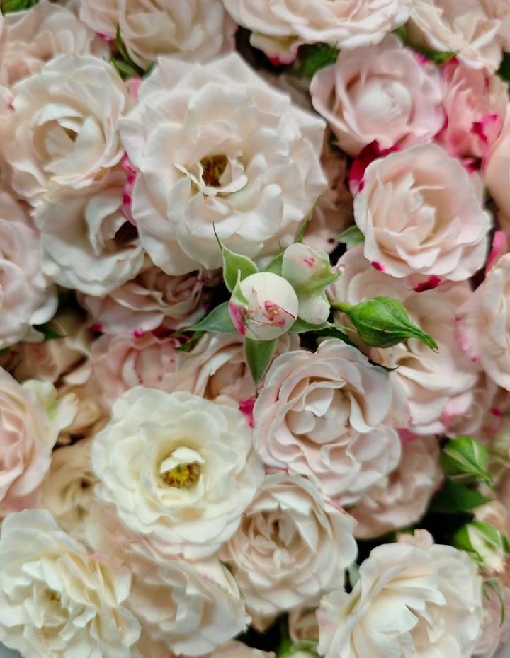 mmexport1753097909300.jpg mmexport1753097909300.jpg