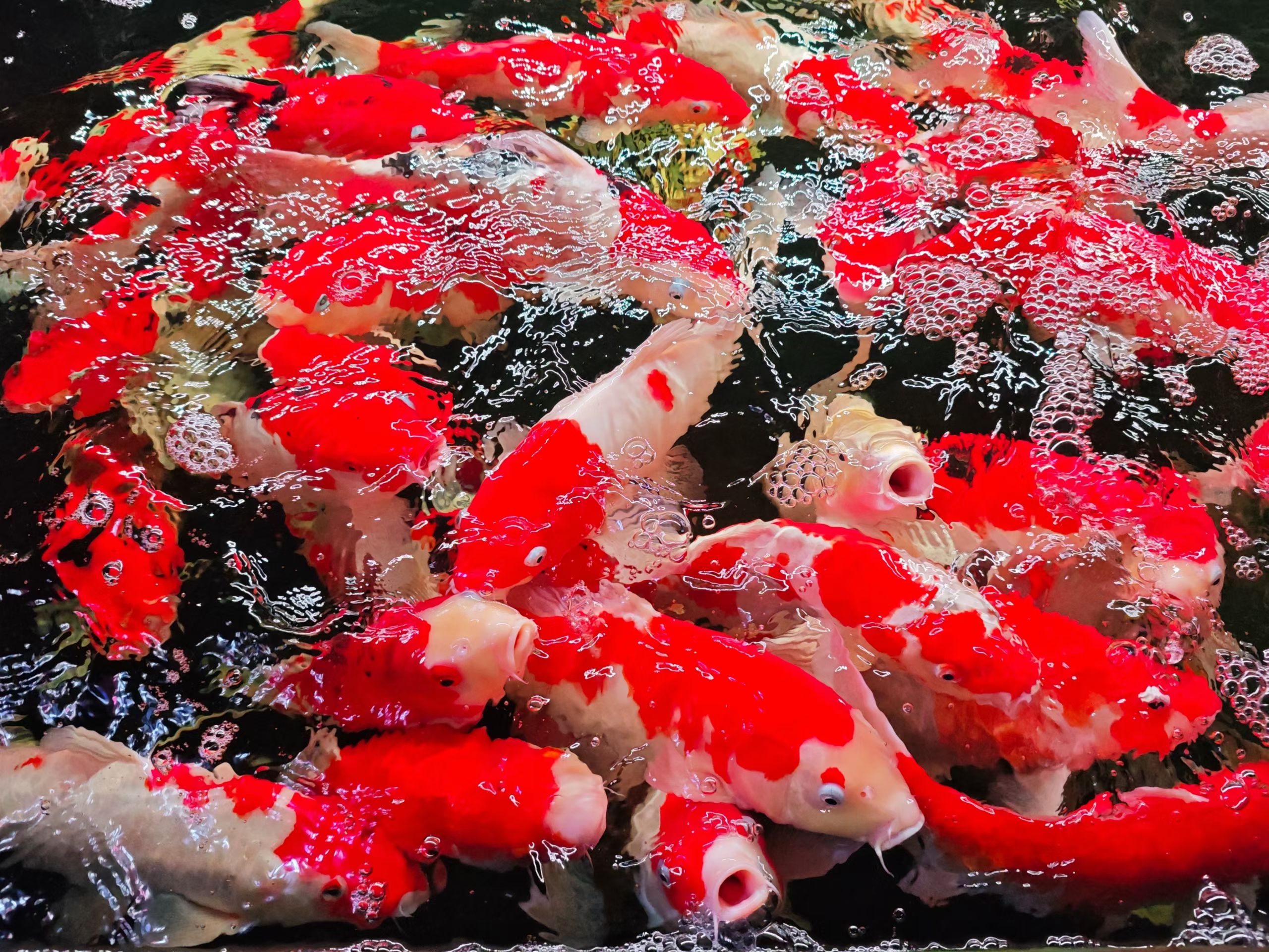 mmexport1755171538003.jpg mmexport1755171538003.jpg