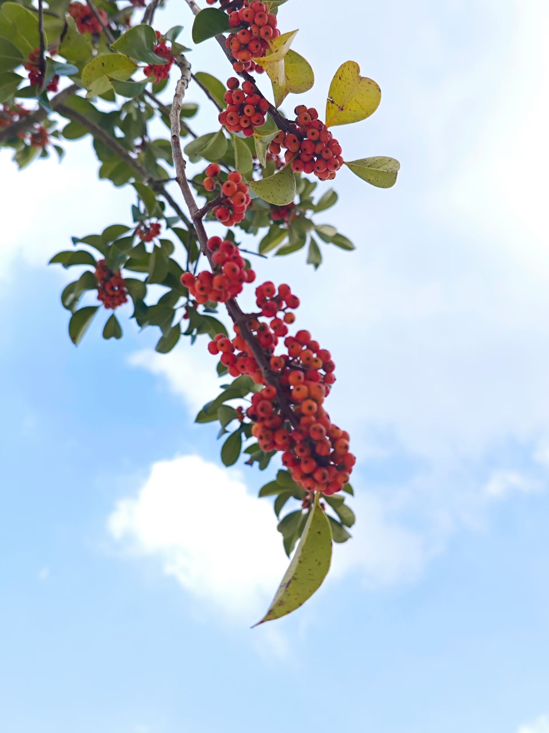 mmexport1760939640122.jpg mmexport1760939640122.jpg