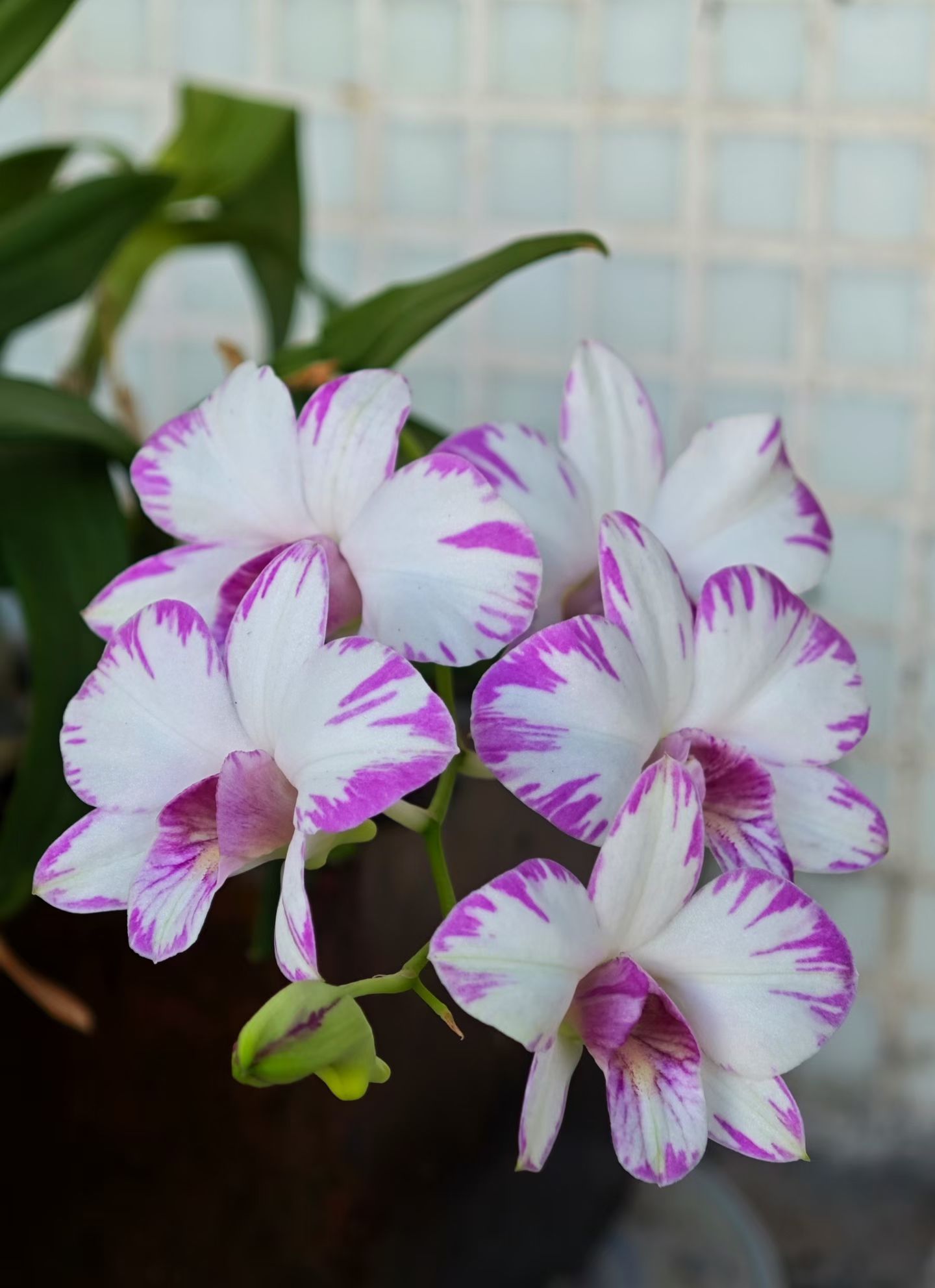 mmexport1760953642319.jpg mmexport1760953642319.jpg