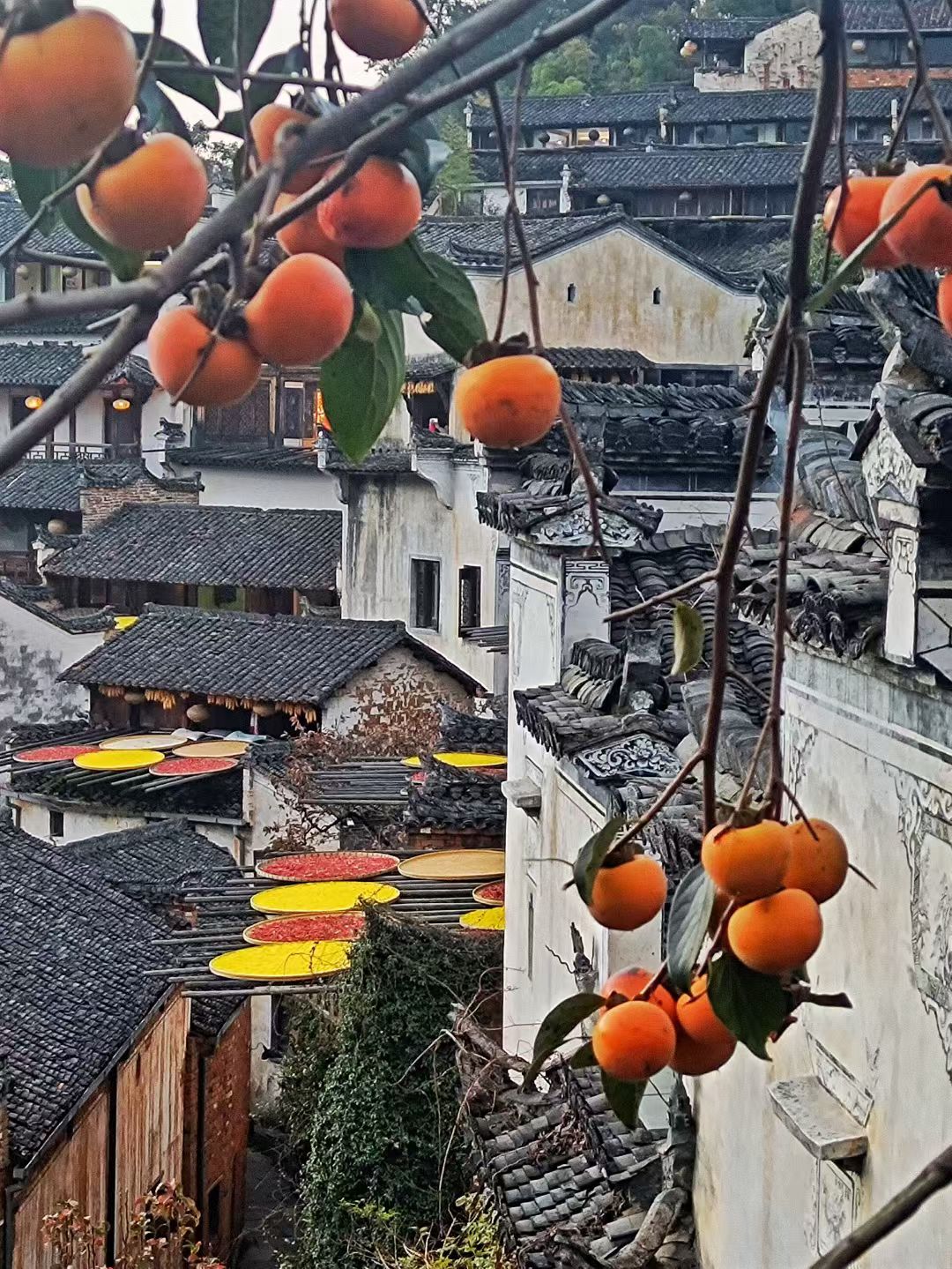 mmexport1764432133569.jpg mmexport1764432133569.jpg